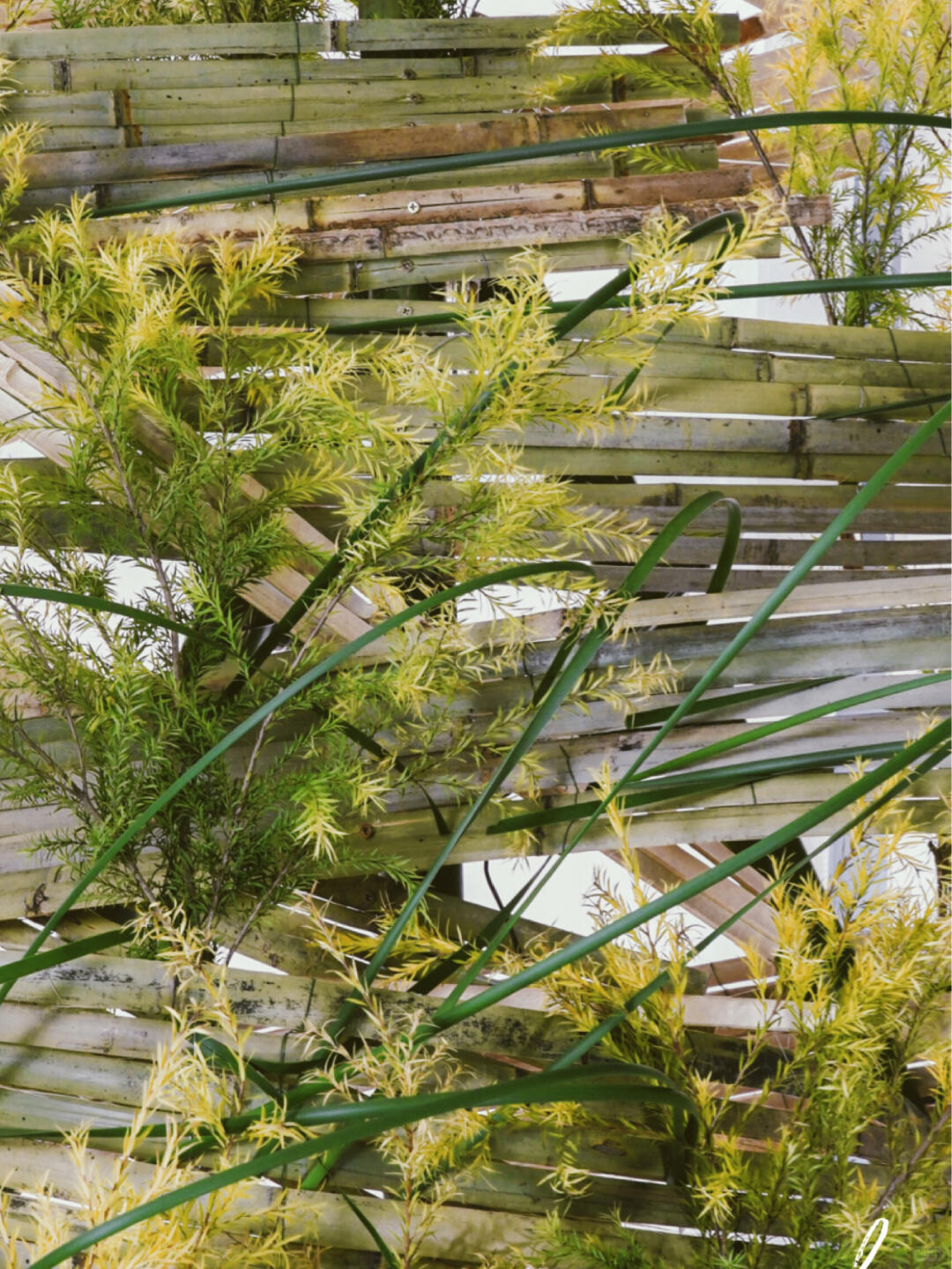 Bamboo Installation Art| Installation art lostpeach